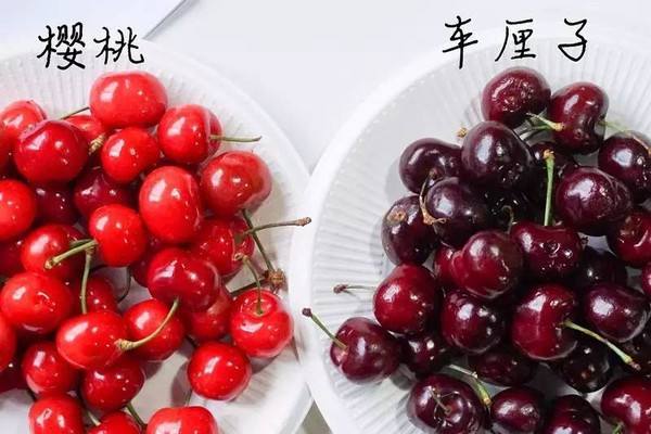 拉車厘子想走綠通？交通部：不能免費！